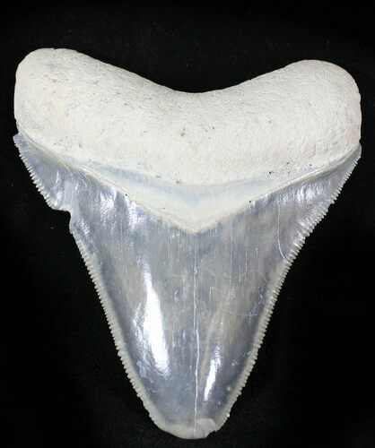 Serrated  Bone Valley Megalodon Tooth #22898
